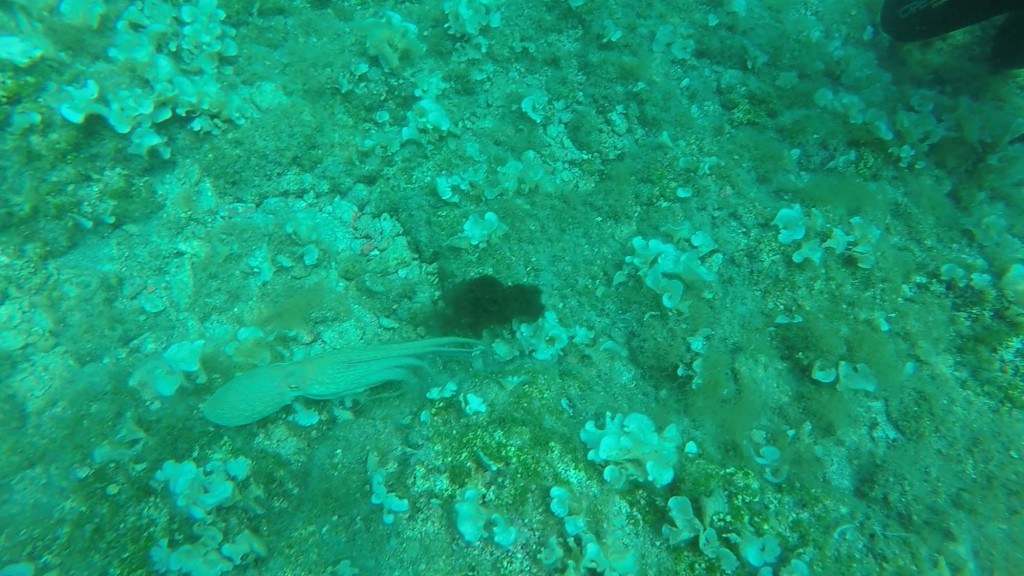 Dykning med Waterhoppers på Rhodos