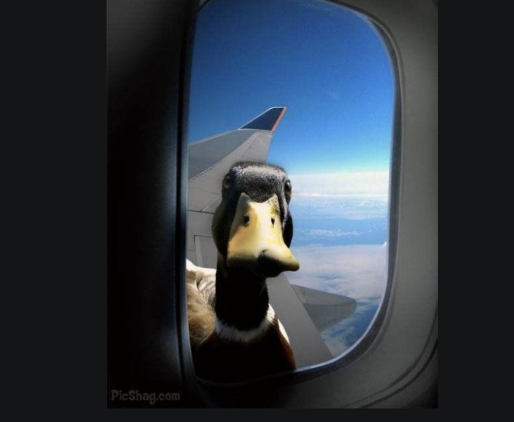 Flygförseningar