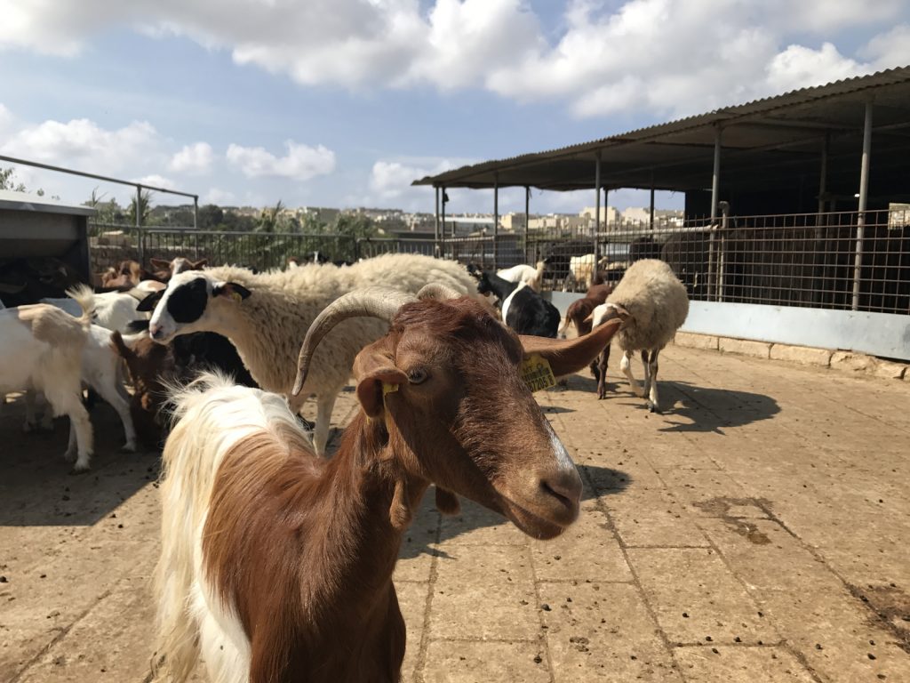 Sightseeing Gozo