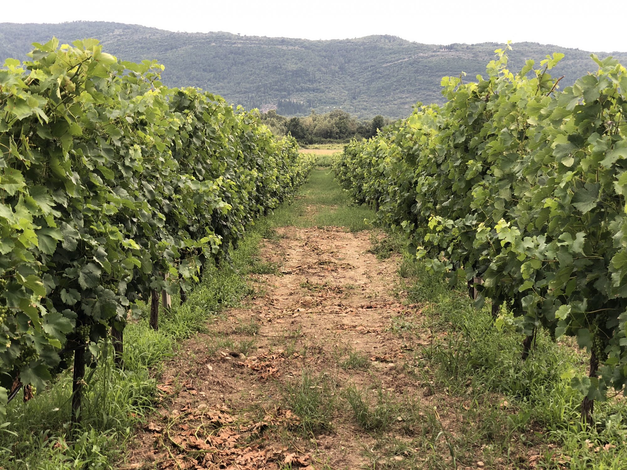 Vodopic Wineyard