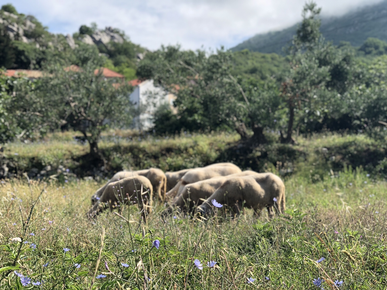 Hyra hus i Kroatien nära Dubrovnik