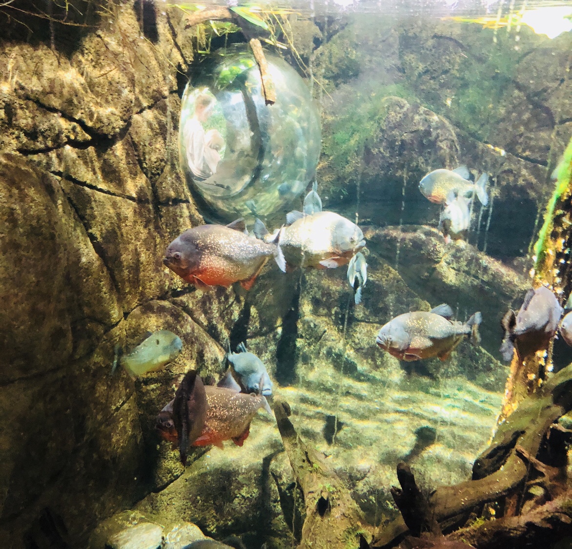 Universeum i Göteborg