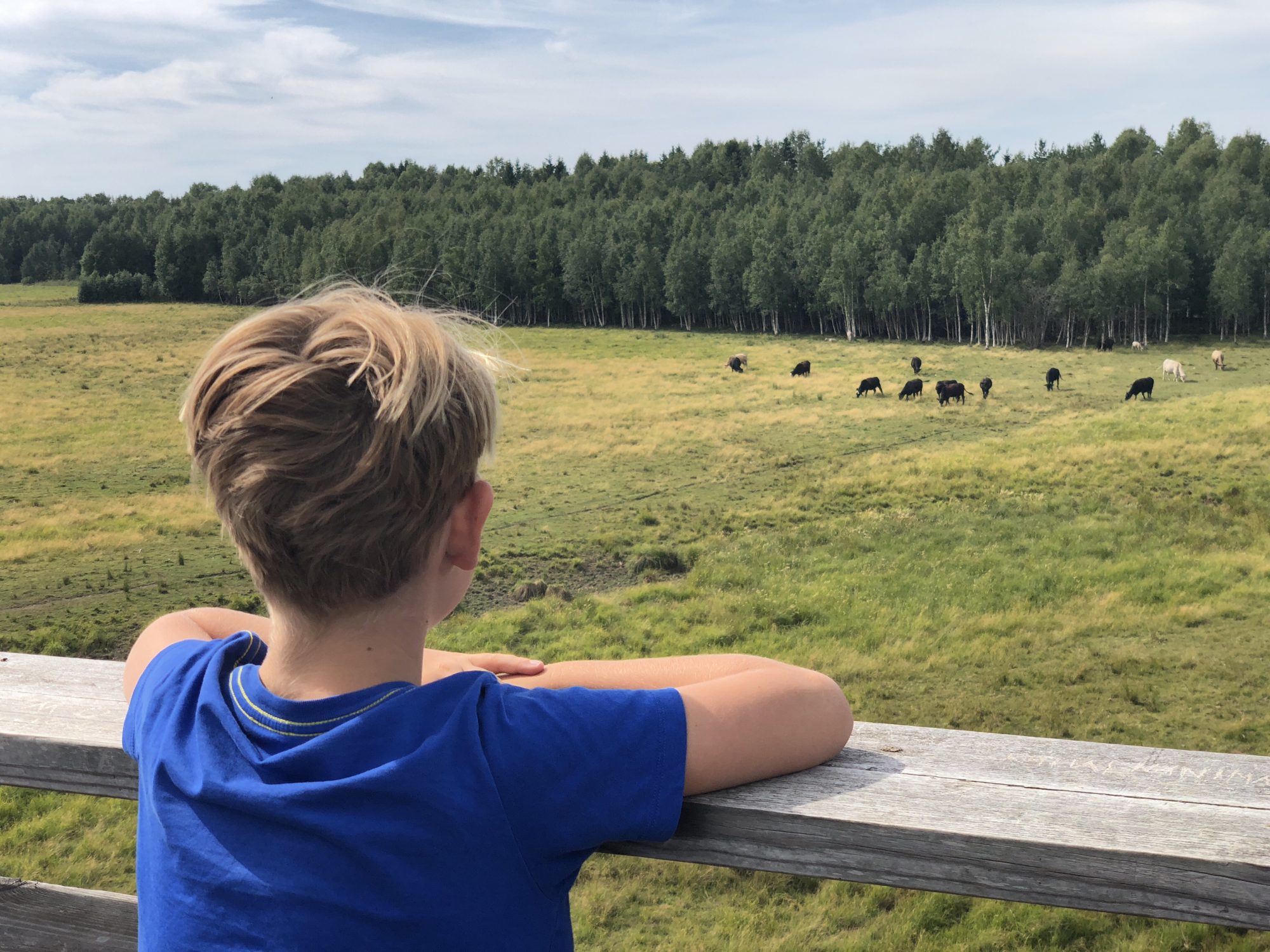 Mariebergs strandängar