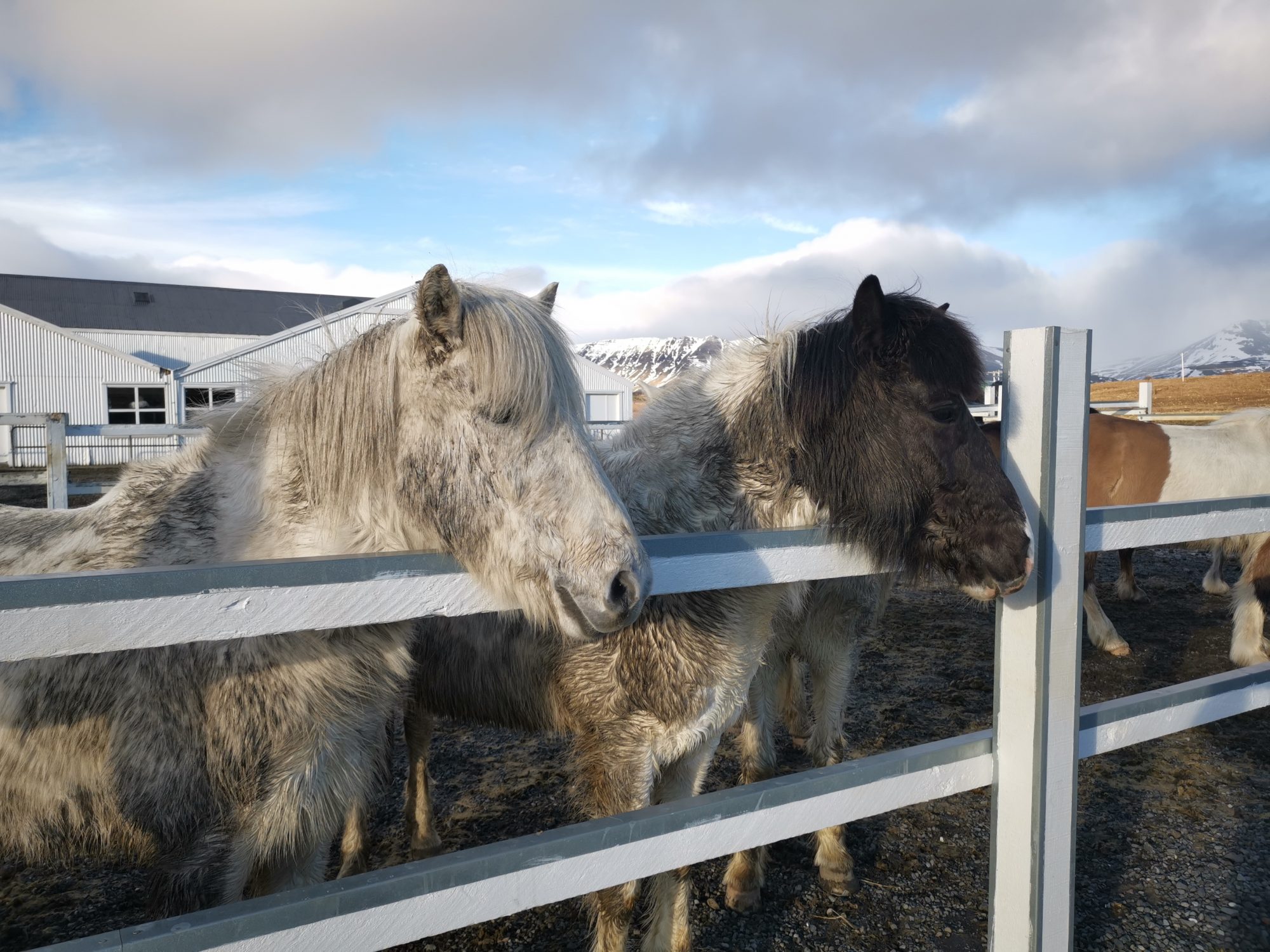 Laxness Horse Farm