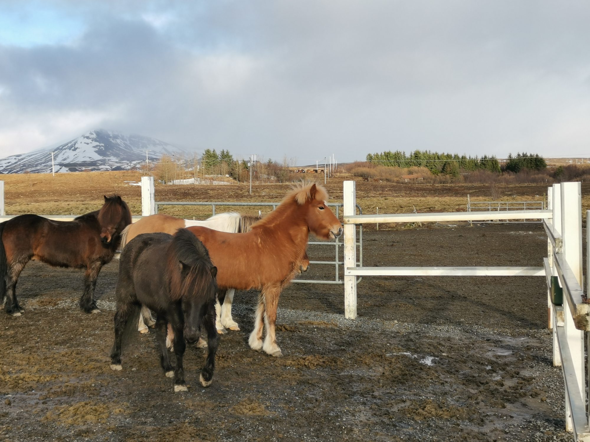 Laxness Horse Farm