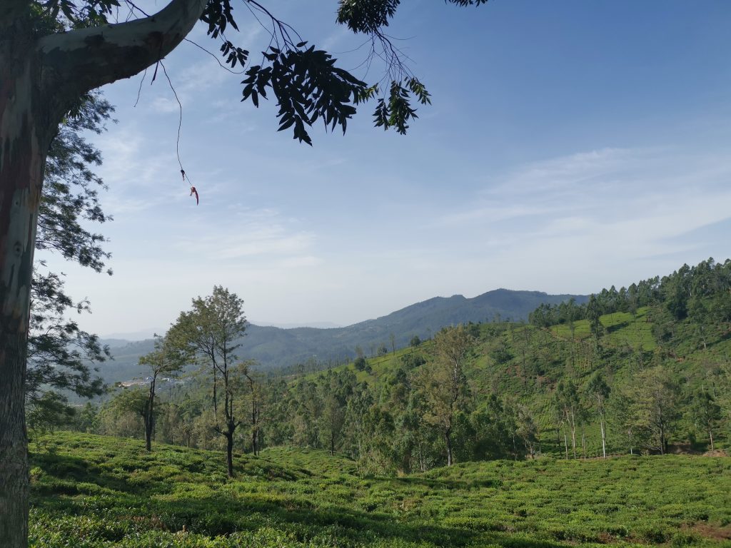 Teodlingar på Sri Lanka