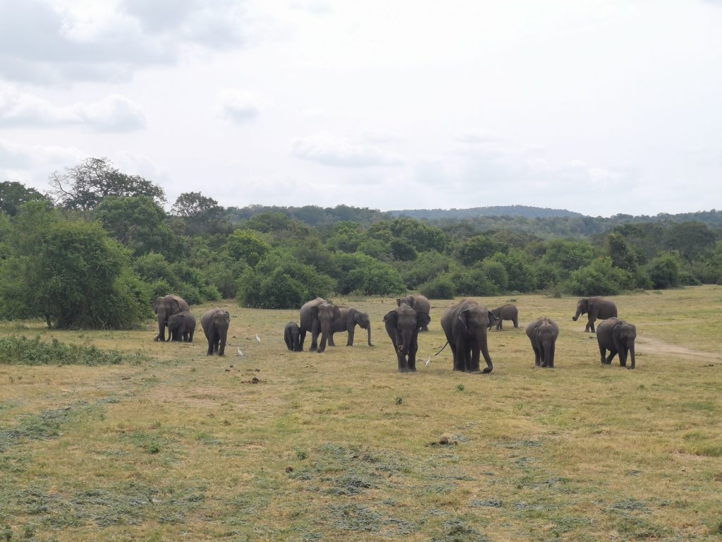 Safari på Sri Lanka