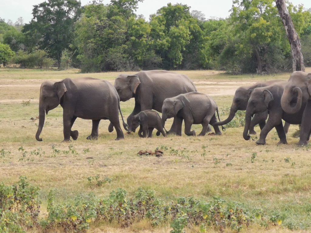 Safari på Sri Lanka