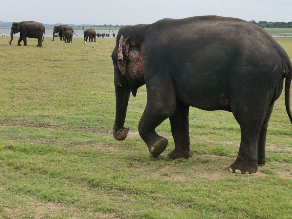 Safari på Sri Lanka