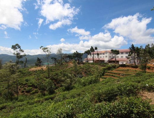 Tea & Experience factory