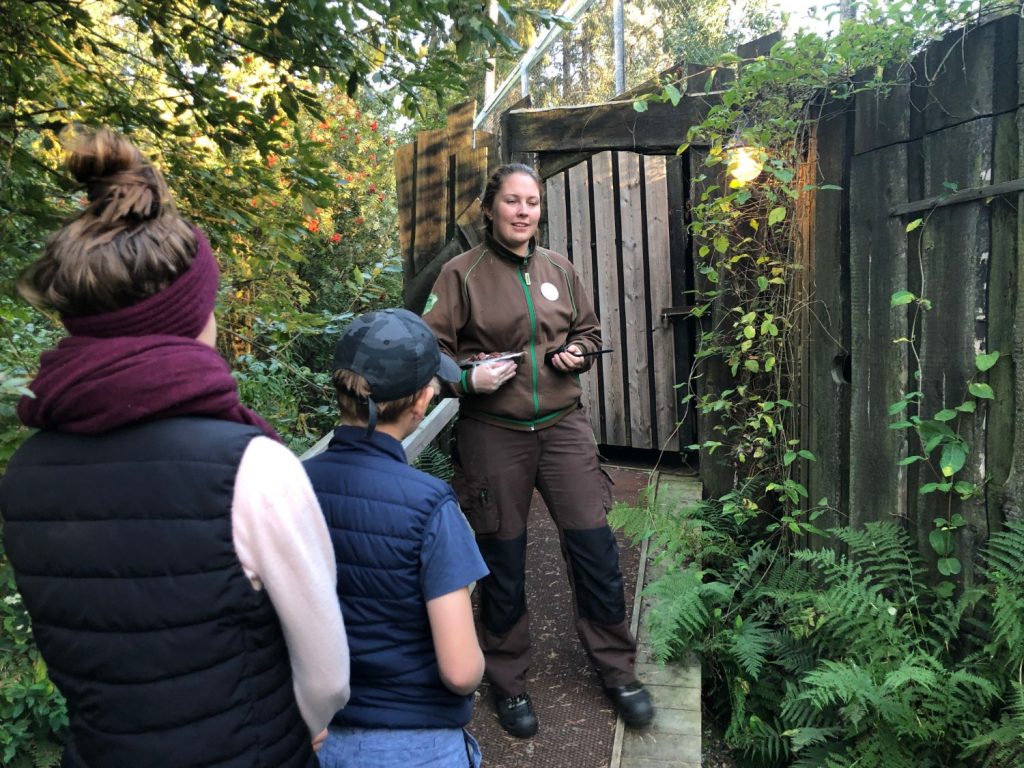 Besök hos Lejonen - en del i Safari Camp på Kolmården