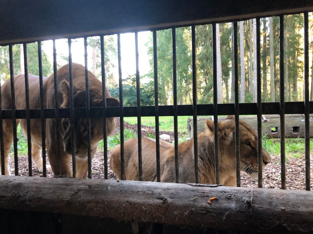 Safari Camp på Kolmården Lejonbesök