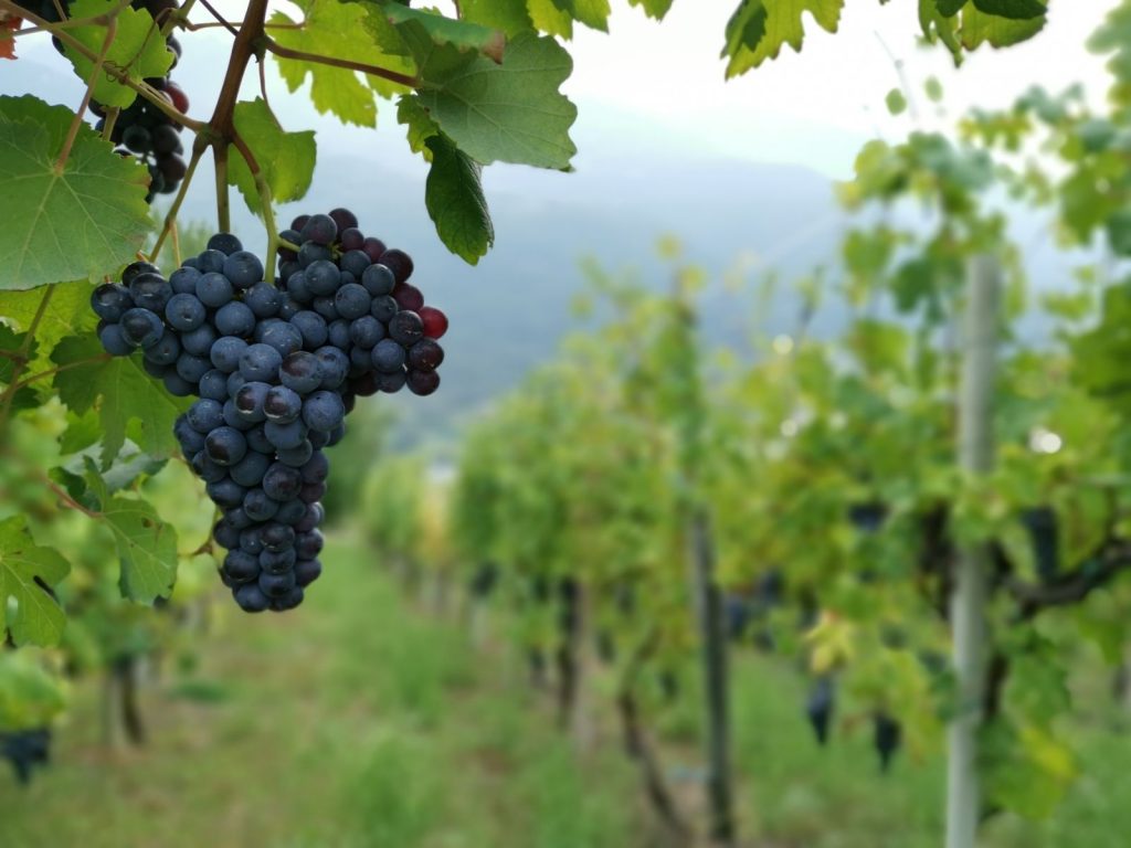 Nino Negri i Valtinella