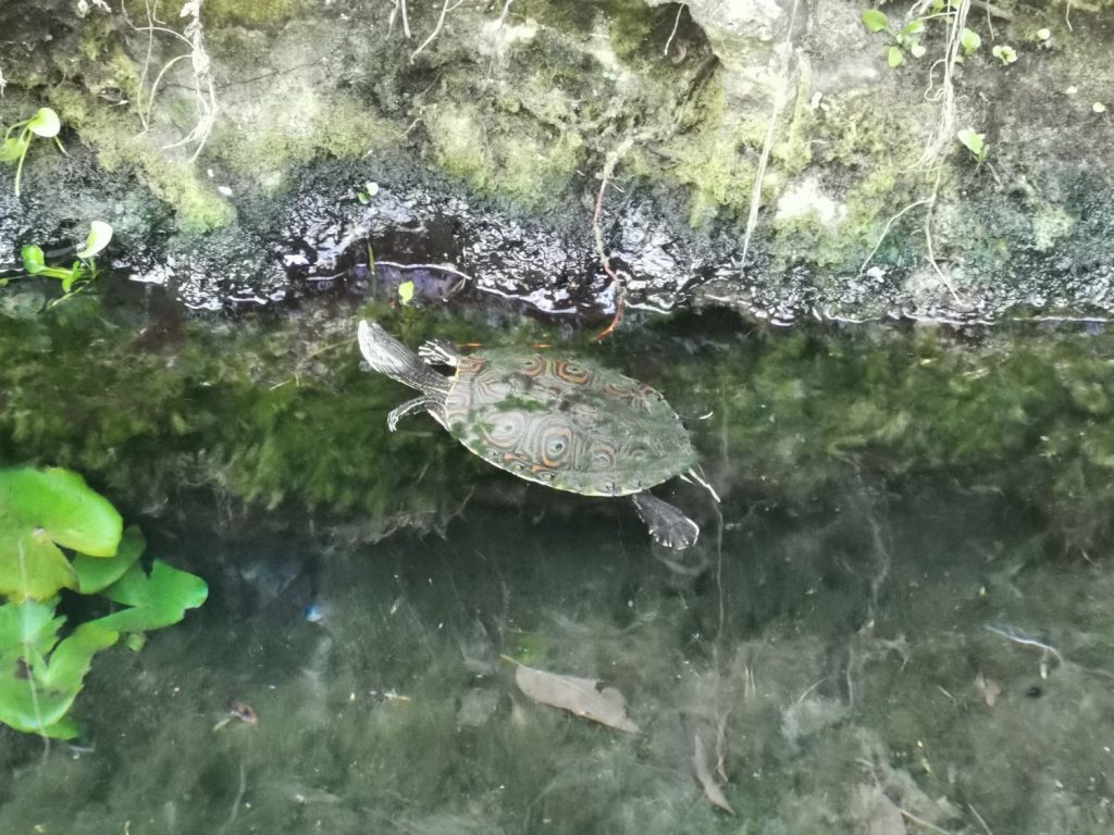 Sköldpadda i Gran Cenote