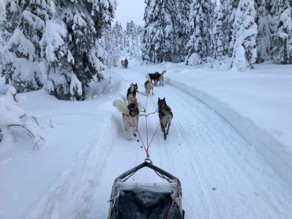 Hundspann i Sälen med Fjälläventyr