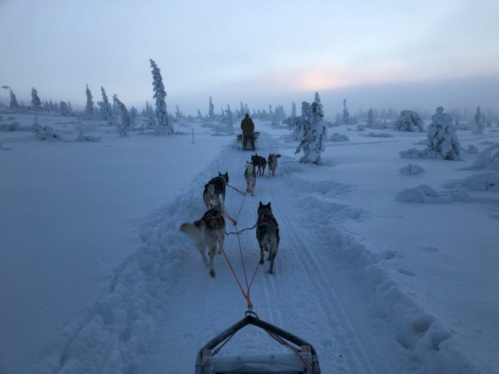 Hundspann i Sälen med Fjälläventyr