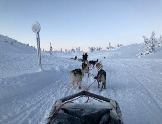 Hundspann i Sälen med Fjälläventyr