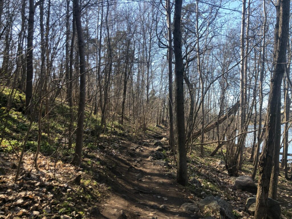 Brunnsviken Runt skog