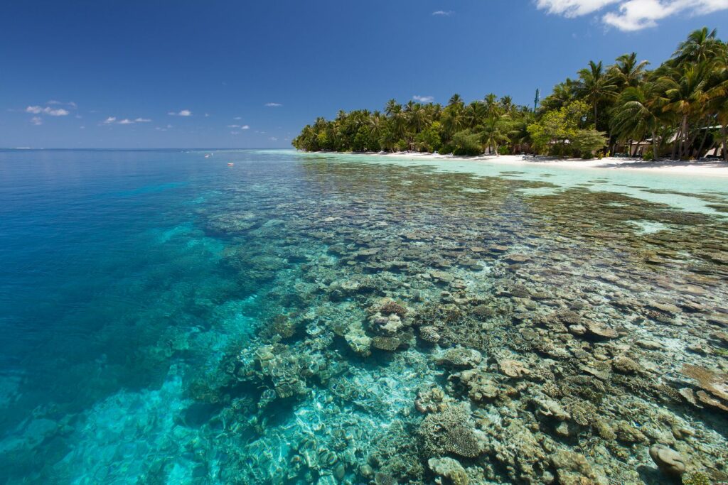 Diving at Vilamendhoo island resort & spa i Maldiverna