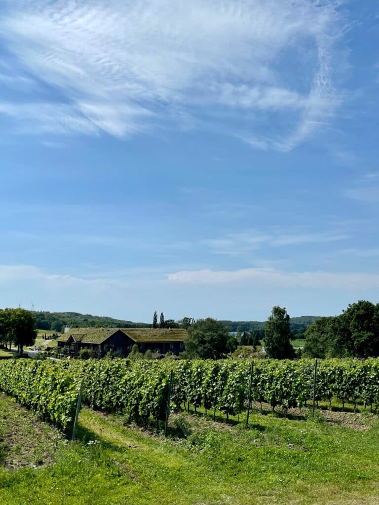 Vingårdvandring och vinprovning på Ästad Vingård