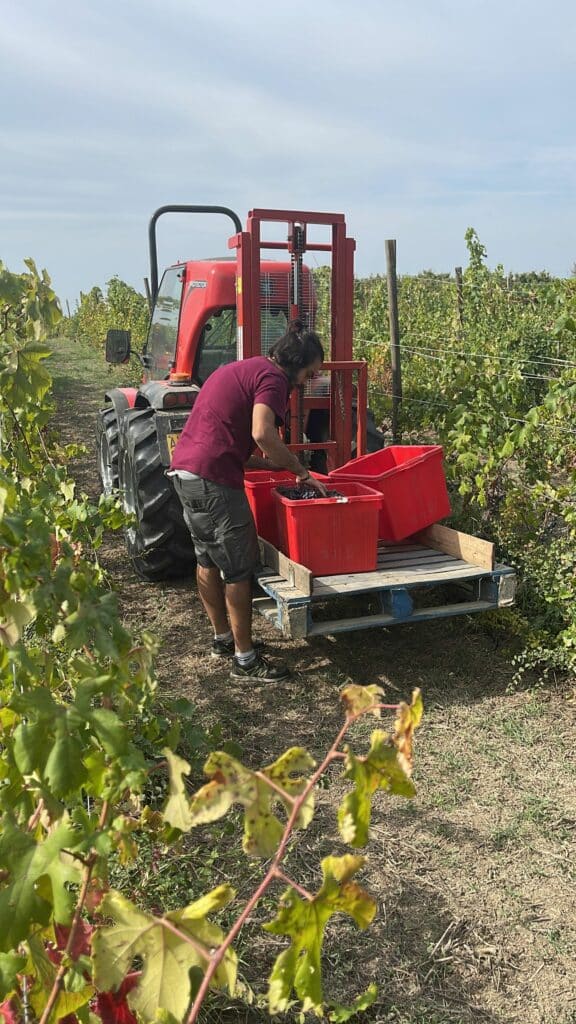 Besöka vingård i Italien - Gianni Ramello Winery