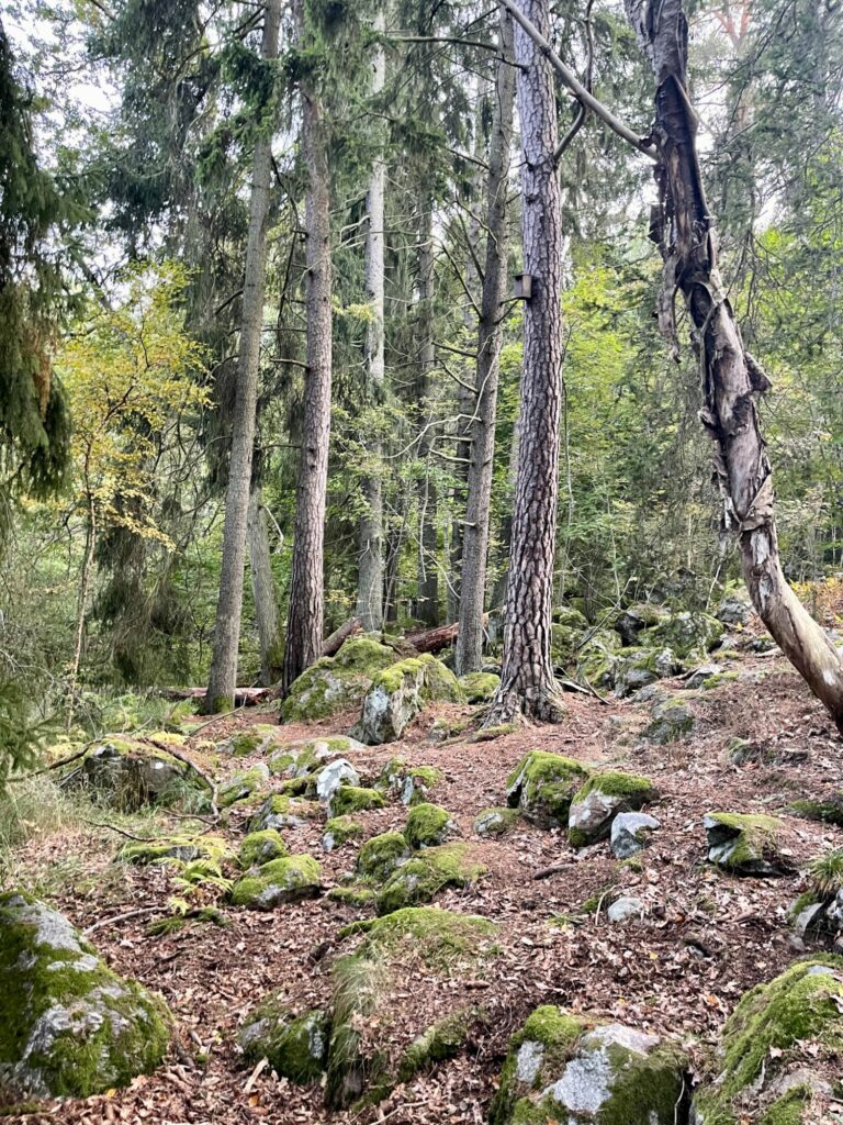 Judarskogenas naturreservat