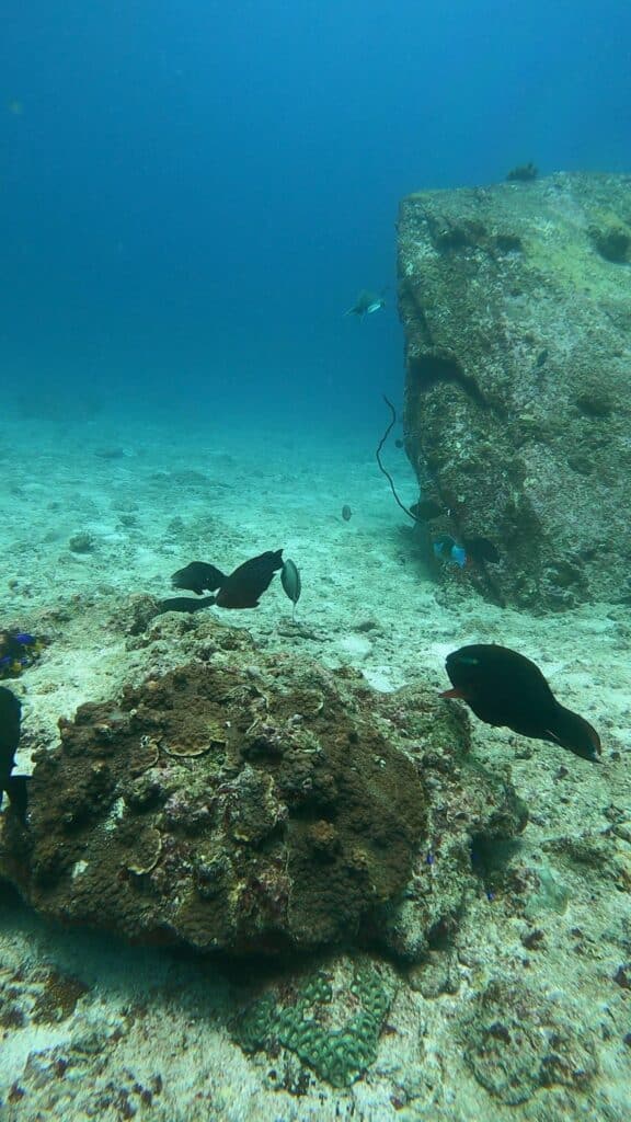 Dykning på Seychellerna
