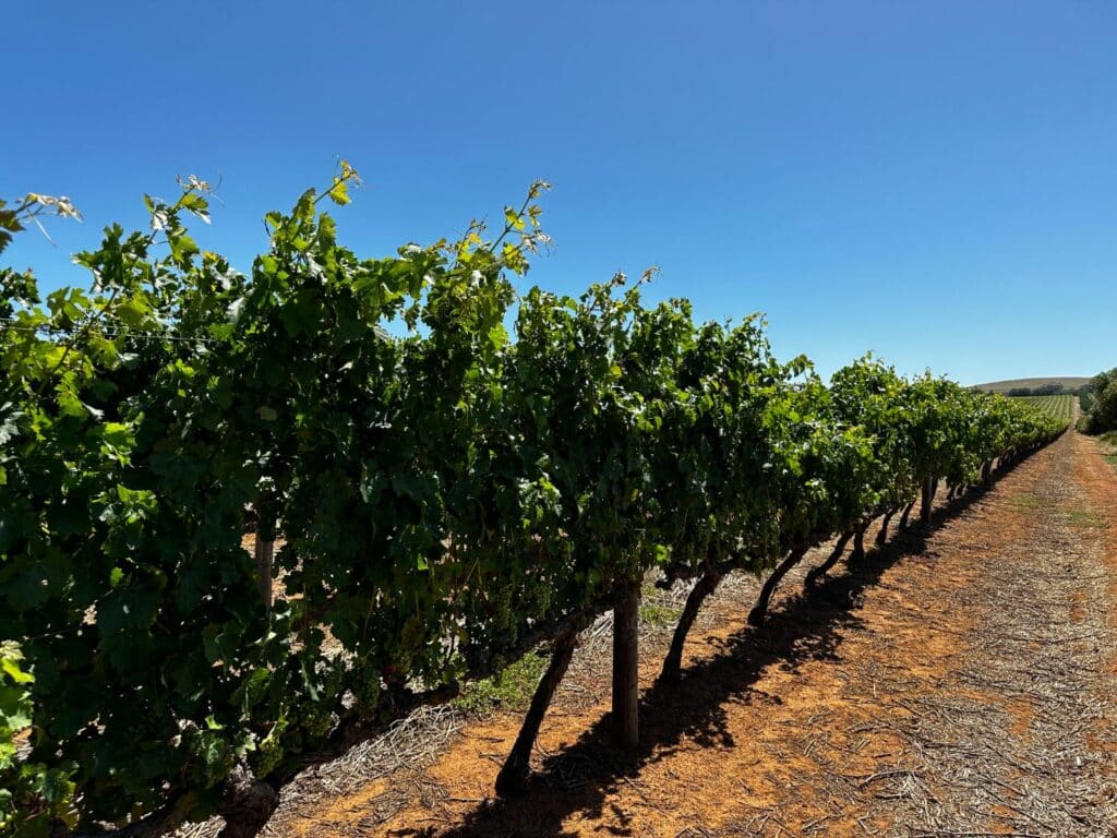 Vingårdar nära Kapstaden - Durbanville & Stellenbosch