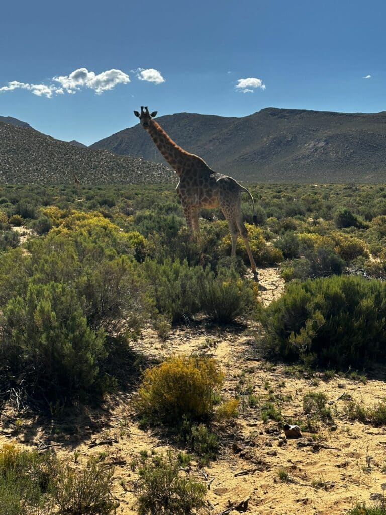 Safari nära Kapstaden - Aquila Safari