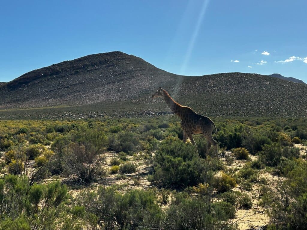 Safari nära Kapstaden - Aquila Safari