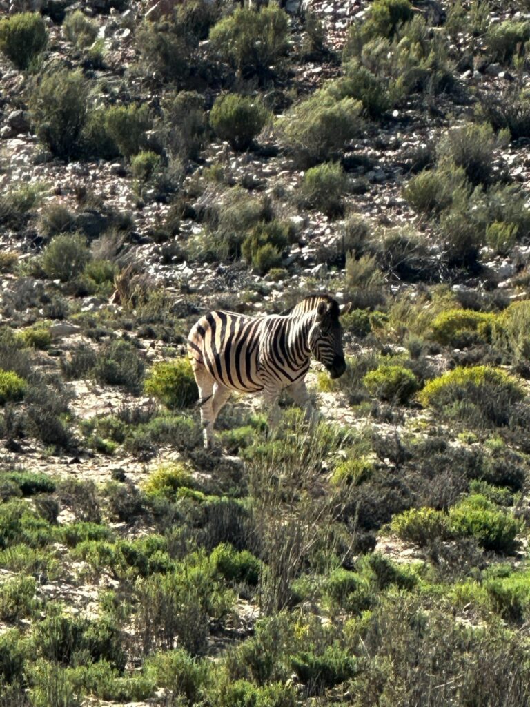 Safari nära Kapstaden - Aquila Safari