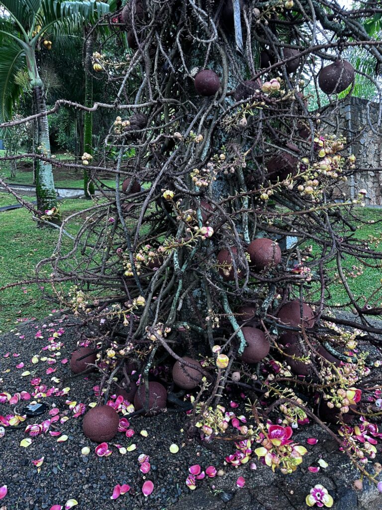 Canoonball tree