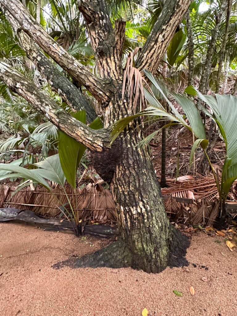 Vallée de Mai på Praslin