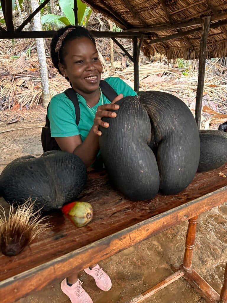 Coco-de mer i Vallée de Mai