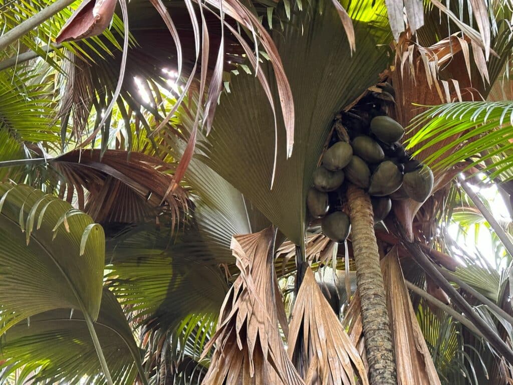 Coco-de mer i Vallée de Mai