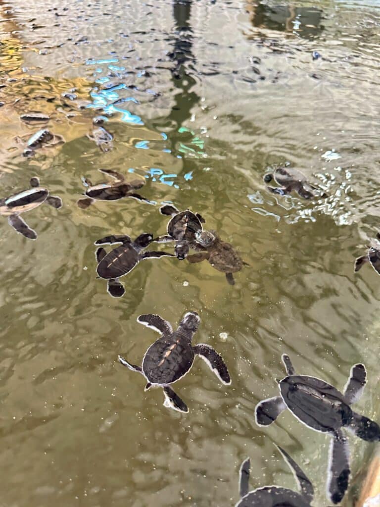 Halvsköldpaddor på Sri Lanka hos Victor Hasselblad Sea Turtle research & conservation centre