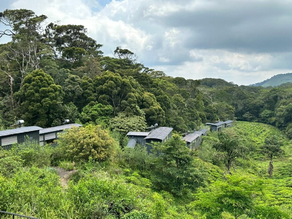 Rainforest Ecolodge i Sinharaja Forest Reserve 