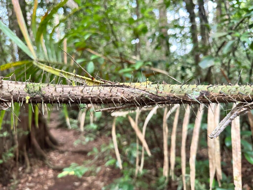 Sinharaja Forest Reserve - en fantastisk regnskog i Sri Lanka