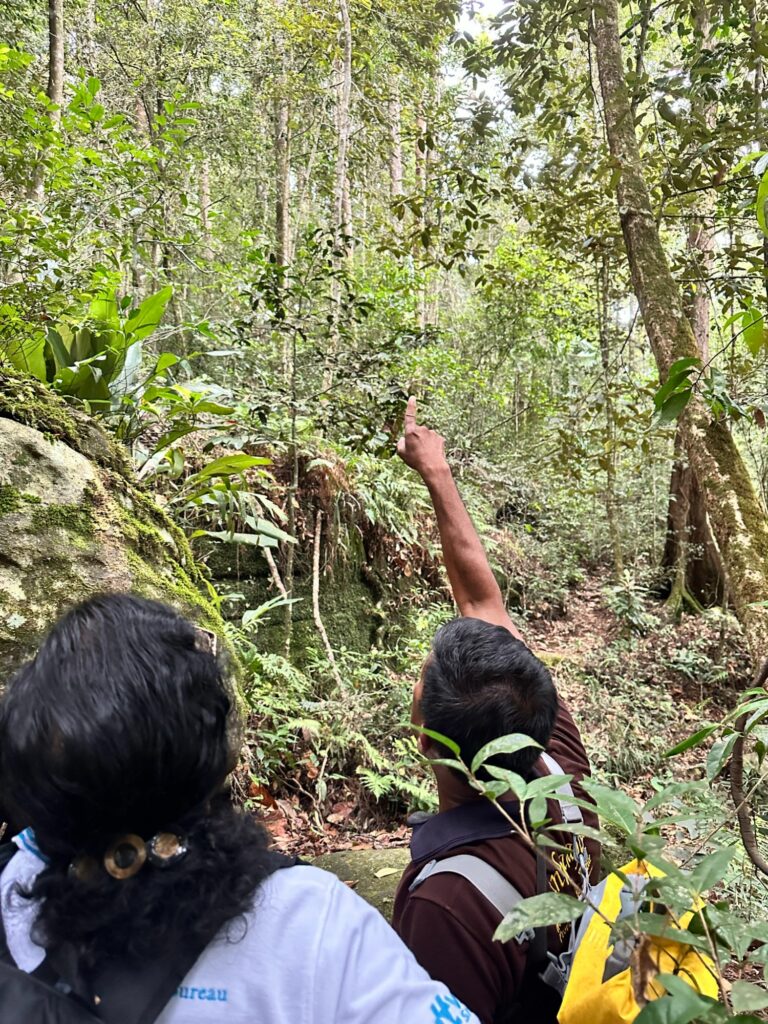 Sinharaja Forest Reserve - en fantastisk regnskog i Sri Lanka