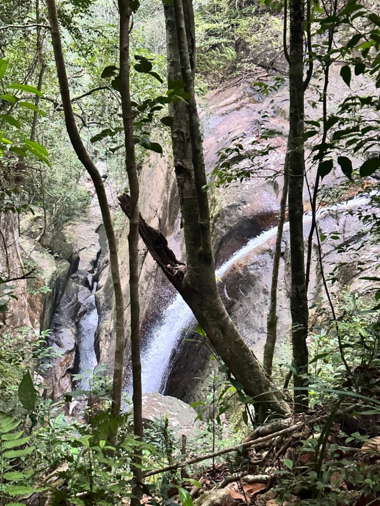 Sinharaja Forest Reserve - en fantastisk regnskog i Sri Lanka