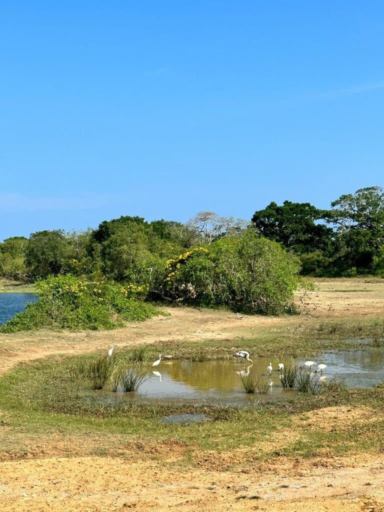 Yala National Park i Sri Lanka