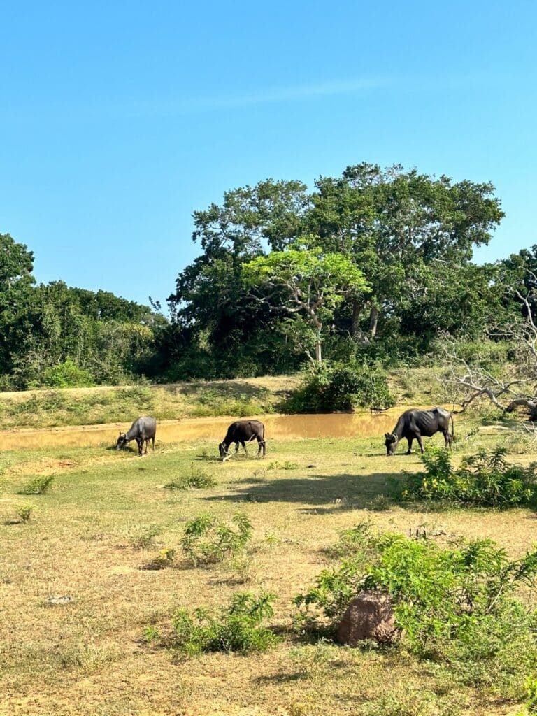 Yala National Park i Sri Lanka