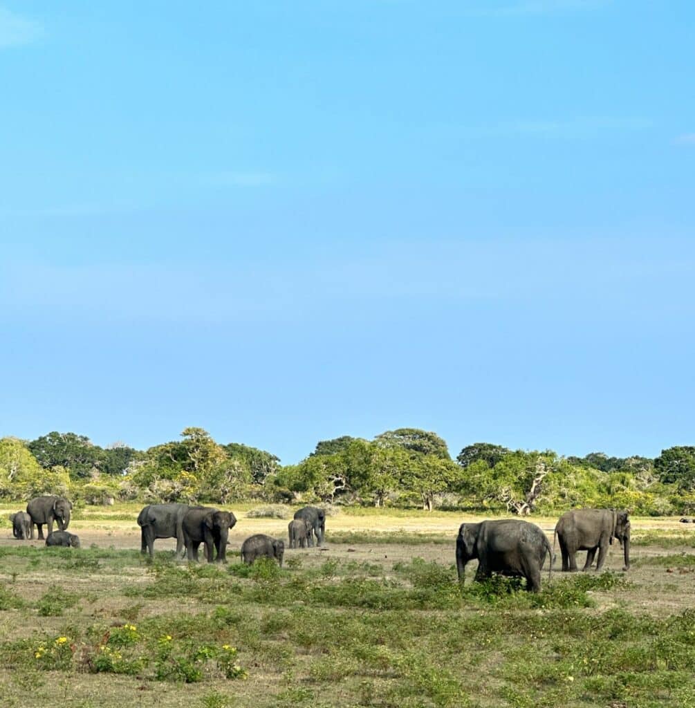 Yala National Park i Sri Lanka