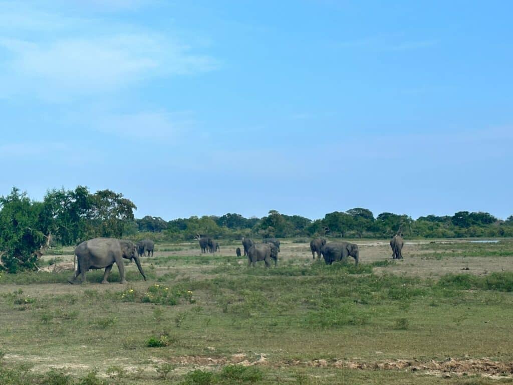 Yala National Park i Sri Lanka
