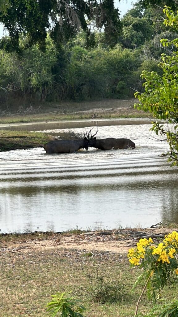 Yala National Park i Sri Lanka