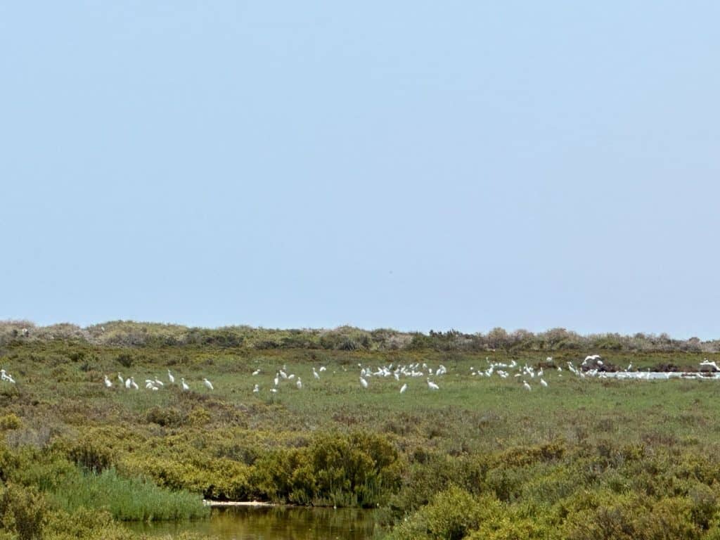 Kuriat Island i Tunisien