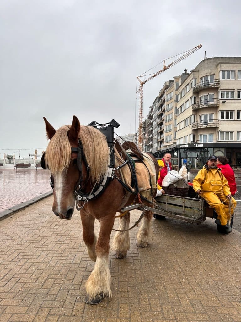 Hästräka - en delikatess i Flandern med 500-årig historia