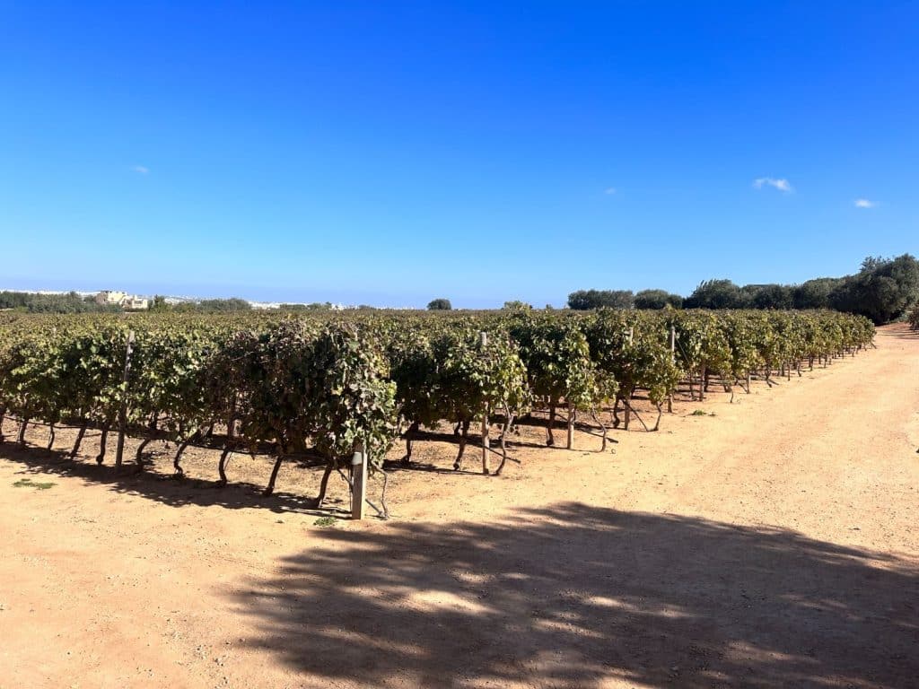 Vingård på Malta - Ta’ Betta Wine Estates