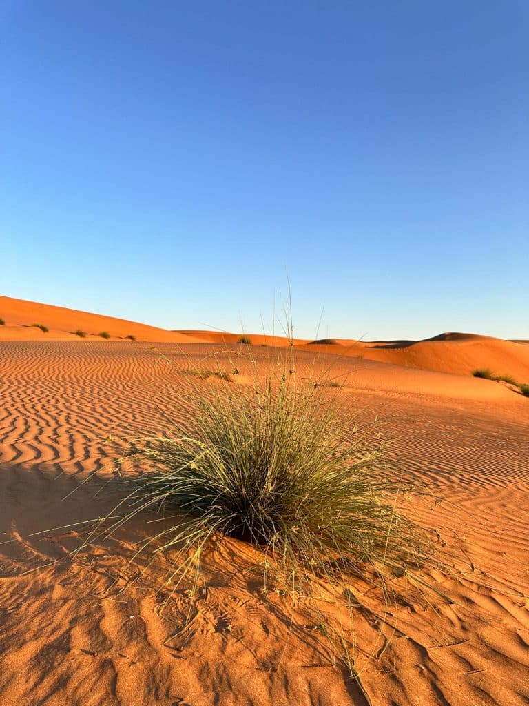 En natt i öknen i Oman på SAMA Al Areesh Desert Lodge