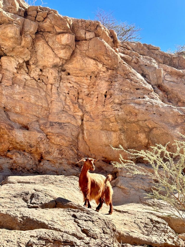 Wadi Bani Khalid i Oman